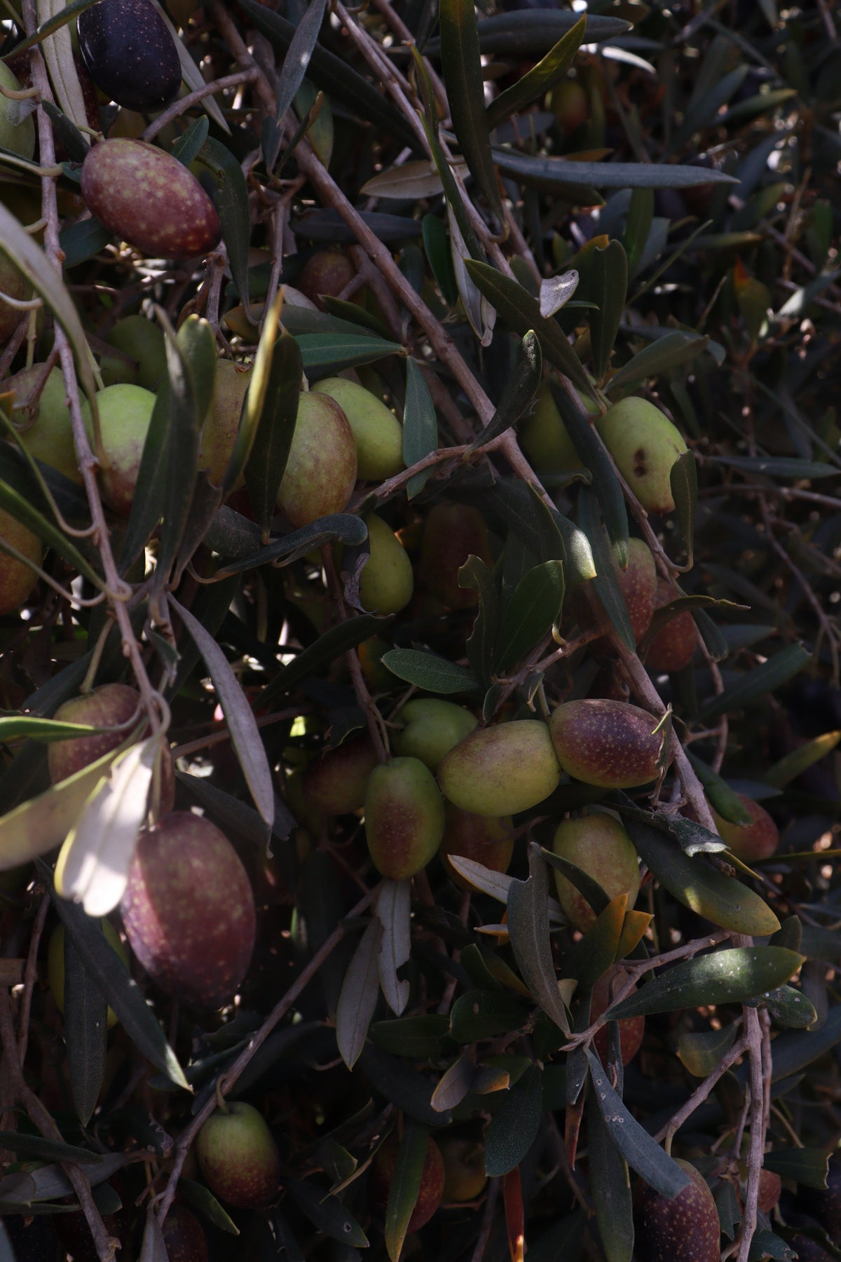 Olio